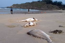 Tiền bồi thường của Formosa sắp đến tay ngư dân 4 tỉnh miền Trung