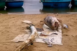 Bộ Tài nguyên và Môi trường cảnh báo: Hiện tượng cá chết hàng loạt ở miền Trung có thể tái diễn