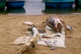 Bộ Tài nguyên và Môi trường cảnh báo: Hiện tượng cá chết hàng loạt ở miền Trung có thể tái diễn