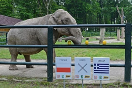 Những “nhà tiên tri” đặc biệt của Euro 2012