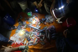 Sắc màu chợ cá lúc sáng sớm trên đảo Lý Sơn