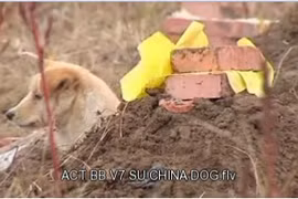 Xúc động vì chú chó trung thành canh mộ chủ