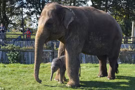 Voi mẹ mang thai 2 năm mới sinh con