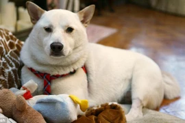 Chú chó bị ngã từ độ cao 15m vẫn sống