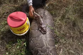 Trăn khổng lồ nuốt chửng một con nai