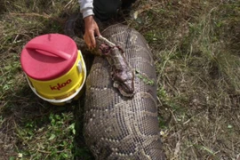 Trăn khổng lồ nuốt chửng một con nai