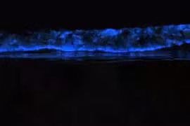 Chiêm ngưỡng sóng biển phát quang màu xanh