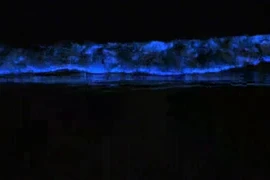 Chiêm ngưỡng sóng biển phát quang màu xanh