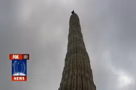 Xem chú mèo mắc kẹt trên cây xương rồng khổng lồ