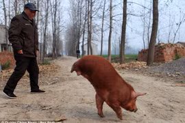 Kỳ lạ chú lợn đi bằng hai chân trước