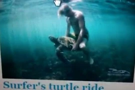 "Lướt sóng" trên lưng rùa biển