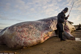 Cá voi "quái vật" xuất hiện tại Anh