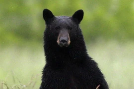 Kinh sợ âm mưu làm giả gấu giết bạn gái