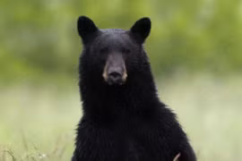 Kinh sợ âm mưu làm giả gấu giết bạn gái