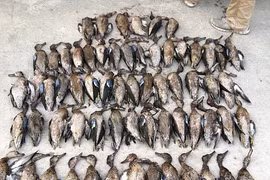 Vào tù vì bắn chết liên tiếp 64 con chim