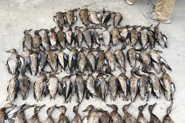 Vào tù vì bắn chết liên tiếp 64 con chim