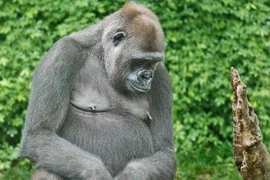 Khỉ đột khổng lồ yêu say đắm vịt con