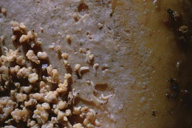 10 món ăn "khó nuốt" nhất trên thế giới