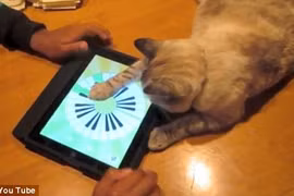 Khi động vật cũng đam mê iPad