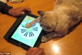 Khi động vật cũng đam mê iPad
