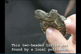 Rùa tí hon hai đầu