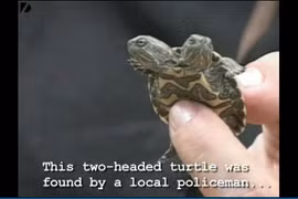 Rùa tí hon hai đầu