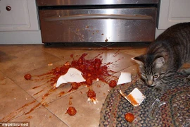 Khi các thú cưng là kẻ phá hoại