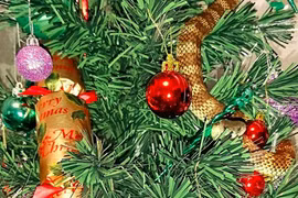 Cây thông Noel "được trang trí" rắn độc