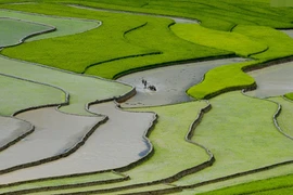 Cuộc thi nhiếp ảnh trong nước: Thiếu hấp dẫn ngay từ tên gọi