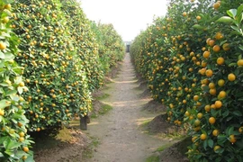 Vẫn còn quất tứ quý Tứ Liên