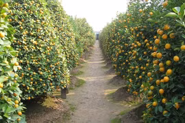 Vẫn còn quất tứ quý Tứ Liên