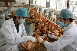 Dịch bệnh gia súc, gia cầm bùng phát trở lại