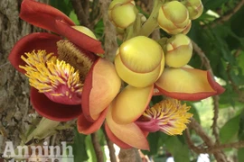 Chiêm ngưỡng hoa Sala, hoa Vô ưu tuyệt đẹp và ý nghĩa