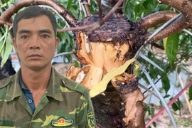Thủ phạm hủy hoại hàng trăm cây đào thế của người dân huyện Mê Linh đã bị bắt