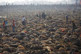 Nghi lễ “thảm sát” hàng nghìn con trâu để hiến tế cho Nữ thần