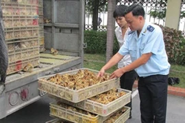 Thu giữ gần 1.000 con giống gia cầm nhập lậu