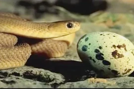 Ly kỳ chuyện rắn ăn trứng biết... bỏ vỏ