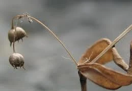 Đoạn kết buồn của cuộc đời nữ phạm nhân sát hại anh rể