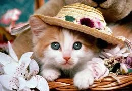 Hiểm họa không ngờ: mù mắt, sảy thai từ thú cưng