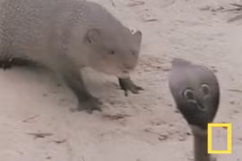 Cuộc chiến sinh tử giữa chồn hôi và rắn hổ mang