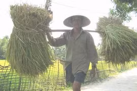 Những người đàn ông không lấy vợ vì... nghèo và sĩ