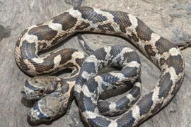 Phát hiện rắn 2 đầu chuyên cắn nhau vì mâu thuẫn