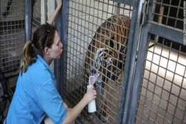 Mỹ: Hổ tấn công, giết chết người nuôi