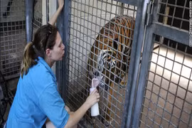 Mỹ: Hổ tấn công, giết chết người nuôi