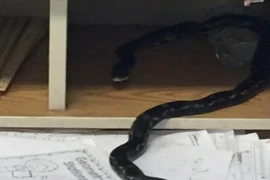 Mỹ: Rắn rơi từ trần nhà xuống lớp học, khiến cô trò khiếp sợ