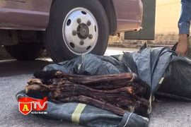 Làm rõ vai trò các đối tượng trong vụ vận chuyển 20 cá thể voọc sấy khô