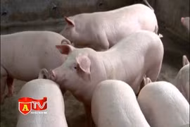 Không phát hiện chất cấm Salbutamol trong thịt heo 4 tháng trở lại đây