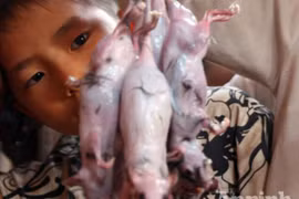 Truy bắt "thằng tý" đổ mầm bệnh gây họa cho người