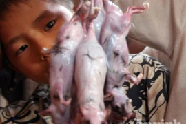 Truy bắt "thằng tý" đổ mầm bệnh gây họa cho người