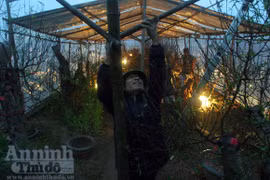 Lo tiền của rơi rụng theo cánh đào